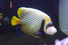 画像1: 【決算セール クーポンご利用で更に10％OFF対象商品】 【海水魚・ヤッコ】【通販】人工飼料OK♪タテジマキンチャクダイ（インド洋産/XLサイズ）(個体販売）（±19cm） No.4（生体）(海水魚) (1)