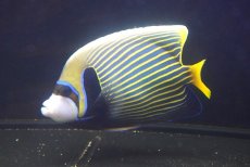 画像2: 【決算セール クーポンご利用で更に10％OFF対象商品】 【海水魚・ヤッコ】【通販】人工飼料OK♪タテジマキンチャクダイ（インド洋産/XLサイズ）(個体販売）（±19cm） No.4（生体）(海水魚) (2)