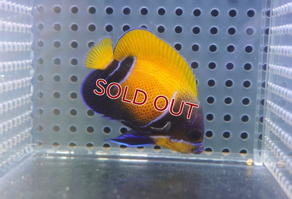 画像1: 【決算セール クーポンご利用で更に10％OFF対象商品】 【海水魚・ヤッコ】【通販】状態良好♪イナズマヤッコ（SMサイズ）(個体販売）（±5.5cm） No.1（生体）(海水魚) (1)