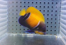 画像1: 【決算セール クーポンご利用で更に10％OFF対象商品】 【海水魚・ヤッコ】【通販】状態良好♪イナズマヤッコ（SMサイズ）(個体販売）（±5.5cm） No.1（生体）(海水魚) (1)