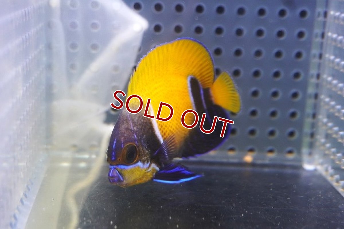 画像2: 【決算セール クーポンご利用で更に10％OFF対象商品】 【海水魚・ヤッコ】【通販】状態良好♪イナズマヤッコ（SMサイズ）(個体販売）（±5.5cm） No.1（生体）(海水魚) (2)