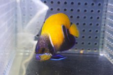 画像2: 【決算セール クーポンご利用で更に10％OFF対象商品】 【海水魚・ヤッコ】【通販】状態良好♪イナズマヤッコ（SMサイズ）(個体販売）（±5.5cm） No.1（生体）(海水魚) (2)