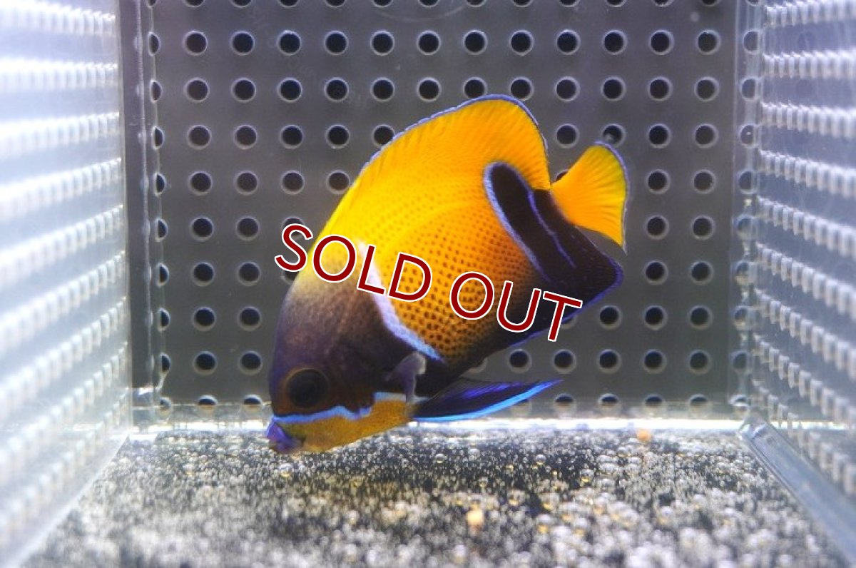 画像1: 【決算セール クーポンご利用で更に10％OFF対象商品】 【海水魚・ヤッコ】【通販】状態良好♪イナズマヤッコ（SMサイズ）(個体販売）（±6cm） No.2（生体）(海水魚) (1)