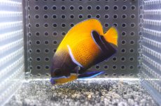 画像1: 【決算セール クーポンご利用で更に10％OFF対象商品】 【海水魚・ヤッコ】【通販】状態良好♪イナズマヤッコ（SMサイズ）(個体販売）（±6cm） No.2（生体）(海水魚) (1)