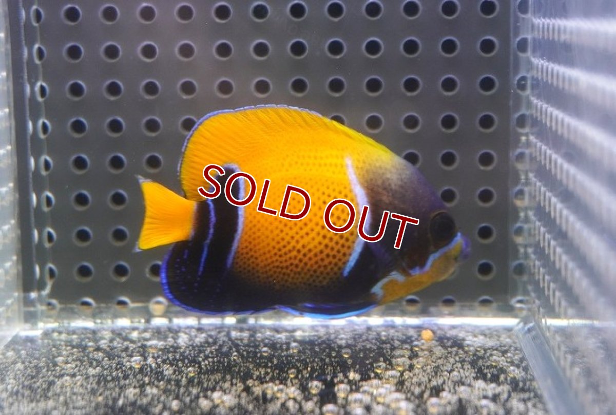 画像2: 【決算セール クーポンご利用で更に10％OFF対象商品】 【海水魚・ヤッコ】【通販】状態良好♪イナズマヤッコ（SMサイズ）(個体販売）（±6cm） No.2（生体）(海水魚) (2)