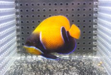 画像1: 【決算セール クーポンご利用で更に10％OFF対象商品】 【海水魚・ヤッコ】【通販】状態良好♪イナズマヤッコ（SMサイズ）(個体販売）（±6.5cm） No.3（生体）(海水魚) (1)