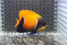 画像2: 【決算セール クーポンご利用で更に10％OFF対象商品】 【海水魚・ヤッコ】【通販】状態良好♪イナズマヤッコ（SMサイズ）(個体販売）（±6.5cm） No.3（生体）(海水魚) (2)