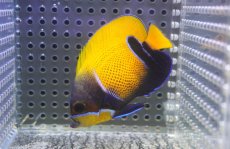 画像1: 【決算セール クーポンご利用で更に10％OFF対象商品】 【海水魚・ヤッコ】【通販】状態良好♪イナズマヤッコ（SMサイズ）(個体販売）（±7cm） No.4（生体）(海水魚) (1)