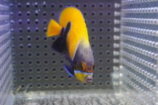 画像2: 【決算セール クーポンご利用で更に10％OFF対象商品】 【海水魚・ヤッコ】【通販】状態良好♪イナズマヤッコ（SMサイズ）(個体販売）（±7cm） No.4（生体）(海水魚) (2)