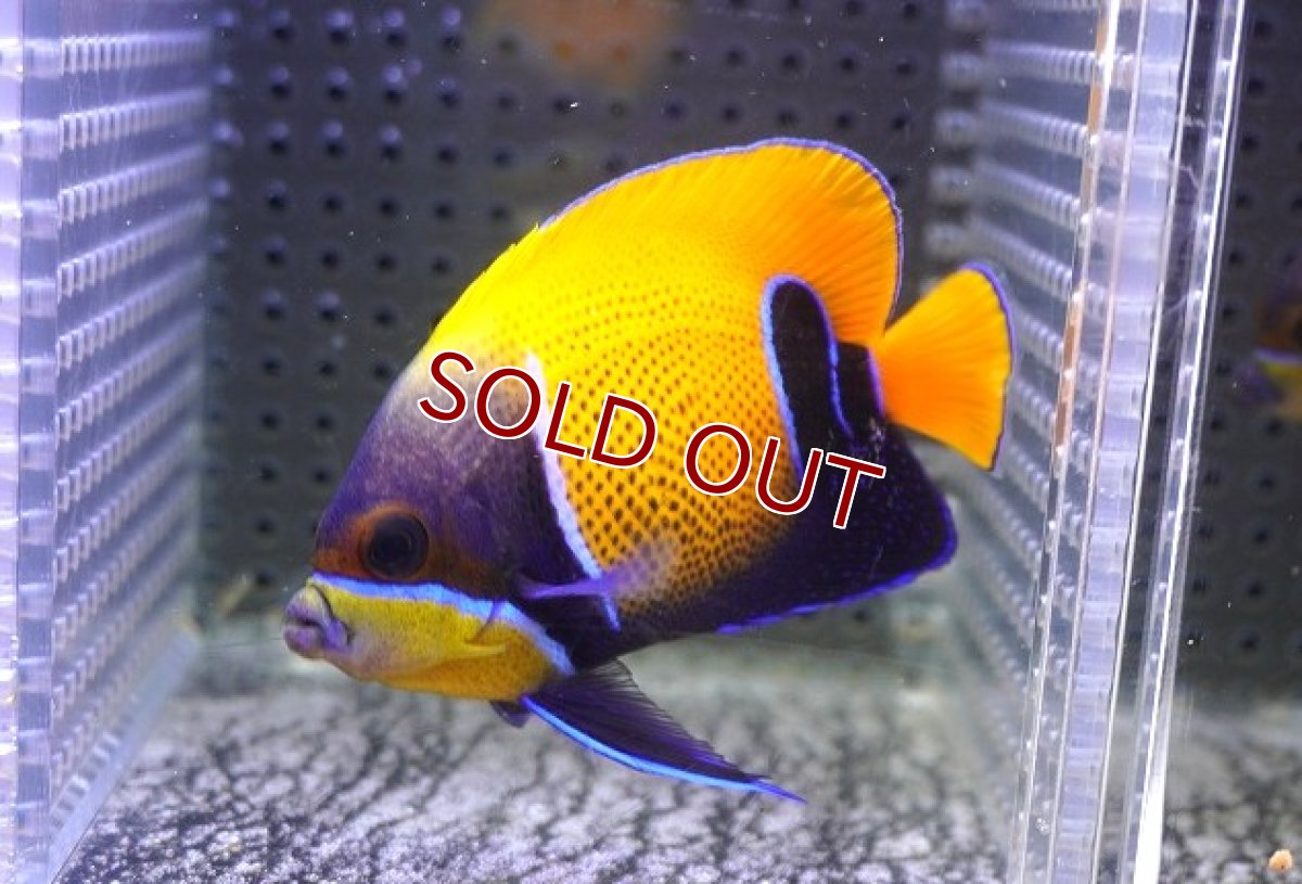 画像1: 【決算セール クーポンご利用で更に10％OFF対象商品】 【海水魚・ヤッコ】【通販】状態良好♪イナズマヤッコ（SMサイズ）(個体販売）（±8cm） No.5（生体）(海水魚) (1)