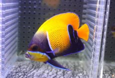 画像1: 【決算セール クーポンご利用で更に10％OFF対象商品】 【海水魚・ヤッコ】【通販】状態良好♪イナズマヤッコ（SMサイズ）(個体販売）（±8cm） No.5（生体）(海水魚) (1)