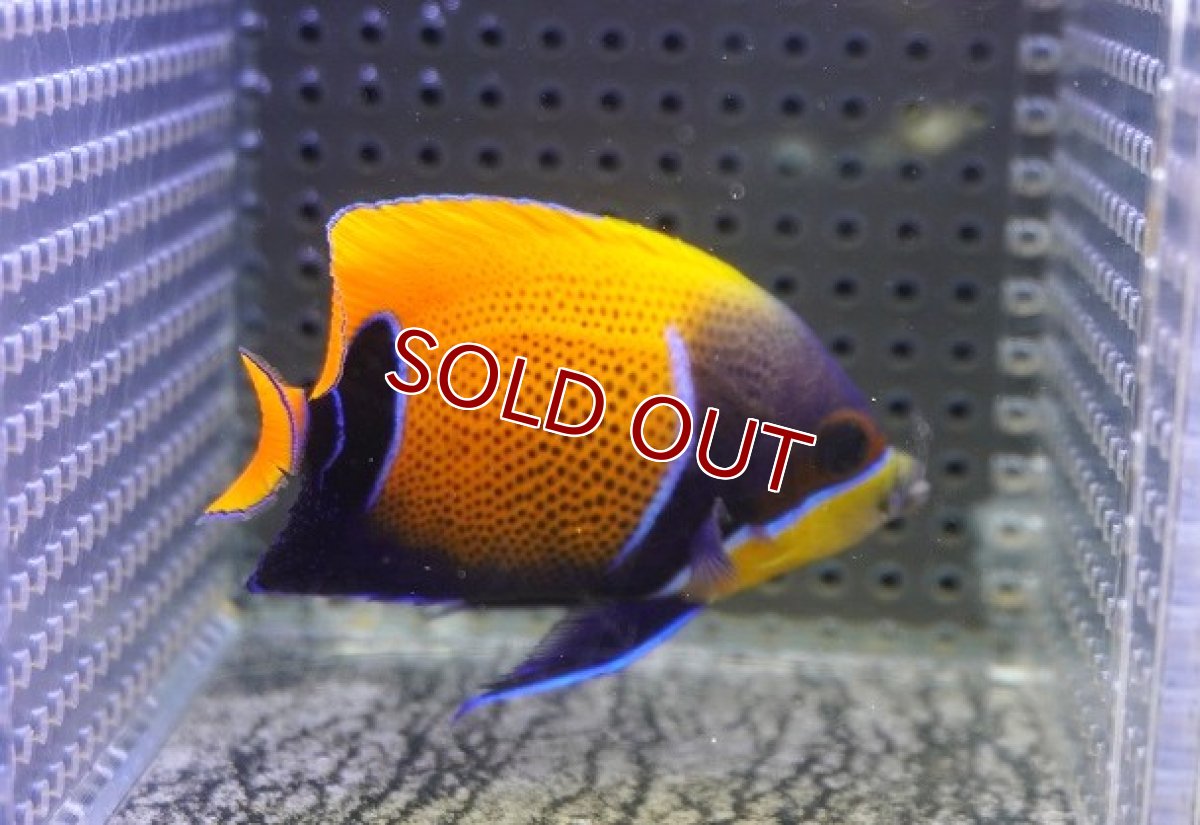 画像2: 【決算セール クーポンご利用で更に10％OFF対象商品】 【海水魚・ヤッコ】【通販】状態良好♪イナズマヤッコ（SMサイズ）(個体販売）（±8cm） No.5（生体）(海水魚) (2)