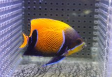 画像2: 【決算セール クーポンご利用で更に10％OFF対象商品】 【海水魚・ヤッコ】【通販】状態良好♪イナズマヤッコ（SMサイズ）(個体販売）（±8cm） No.5（生体）(海水魚) (2)