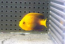 画像1: 【海水魚・ヤッコ】【通販】人工飼料OK♪【国内ブリード】レンテンヤッコ（Sサイズ）(個体販売）（±5cm） （生体）(海水魚) (1)