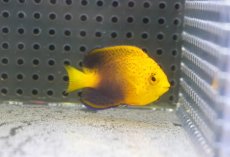 画像2: 【海水魚・ヤッコ】【通販】人工飼料OK♪【国内ブリード】レンテンヤッコ（Sサイズ）(個体販売）（±5cm） （生体）(海水魚) (2)