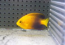 画像3: 【海水魚・ヤッコ】【通販】人工飼料OK♪【国内ブリード】レンテンヤッコ（Sサイズ）(個体販売）（±5cm） （生体）(海水魚) (3)