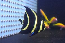 画像1: 【海水魚・ヤッコ】【通販】人工飼料爆食いですが、少し痩せの為特価！フレンチエンゼル（SMサイズ）(個体販売）（±7cm） No.1（生体）(海水魚) (1)