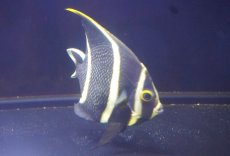 画像2: 【海水魚・ヤッコ】【通販】人工飼料OK♪フレンチエンゼル（MLサイズ）(個体販売）（±12cm） No.2（生体）(海水魚) (2)