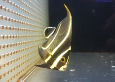 画像1: 【海水魚・ヤッコ】【通販】人工飼料OK♪フレンチエンゼル（MLサイズ）(個体販売）（±12cm） No.3（生体）(海水魚) (1)