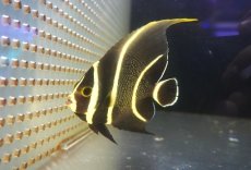 画像2: 【海水魚・ヤッコ】【通販】人工飼料OK♪フレンチエンゼル（MLサイズ）(個体販売）（±12cm） No.3（生体）(海水魚) (2)