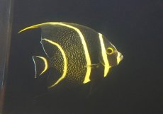 画像1: 【海水魚・ヤッコ】【通販】人工飼料OK♪フレンチエンゼル（Lサイズ）(個体販売）（±15cm） No.4（生体）(海水魚) (1)