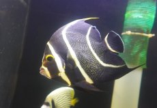 画像2: 【海水魚・ヤッコ】【通販】人工飼料OK♪フレンチエンゼル（Lサイズ）(個体販売）（±15cm） No.4（生体）(海水魚) (2)