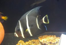 画像1: 【海水魚・ヤッコ】【通販】人工飼料OK♪グレーエンゼル（Mサイズ）(個体販売）（±10cm） （生体）(海水魚) (1)