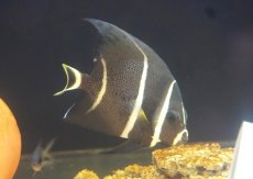 画像2: 【海水魚・ヤッコ】【通販】人工飼料OK♪グレーエンゼル（Mサイズ）(個体販売）（±10cm） （生体）(海水魚) (2)