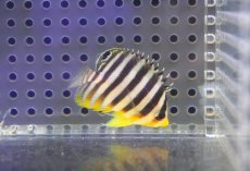 画像1: 【海水魚・ヤッコ】【通販】人工飼料OK♪シマヤッコ（Sサイズ）(個体販売）（±4cm） No.1（生体）(海水魚) (1)