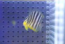 画像2: 【海水魚・ヤッコ】【通販】人工飼料OK♪シマヤッコ（Sサイズ）(個体販売）（±4cm） No.1（生体）(海水魚) (2)