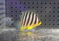 画像1: 【海水魚・ヤッコ】【通販】状態良好♪シマヤッコ（Sサイズ）(個体販売）（±4cm） No.2（生体）(海水魚) (1)