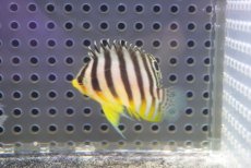 画像2: 【海水魚・ヤッコ】【通販】状態良好♪シマヤッコ（Sサイズ）(個体販売）（±4cm） No.2（生体）(海水魚) (2)