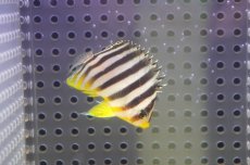 画像1: 【海水魚・ヤッコ】【通販】状態良好♪シマヤッコ（SMサイズ）(個体販売）（±4.5cm） No.3（生体）(海水魚) (1)