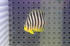 画像2: 【海水魚・ヤッコ】【通販】状態良好♪シマヤッコ（SMサイズ）(個体販売）（±4.5cm） No.3（生体）(海水魚) (2)