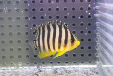 画像1: 【海水魚・ヤッコ】【通販】人工飼料OK♪シマヤッコ（SMサイズ)(個体販売）（±4.5cm） No.4（生体）(海水魚) (1)