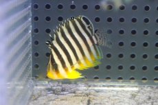 画像1: 【海水魚・ヤッコ】【通販】人工飼料OK♪シマヤッコ（SMサイズ)(個体販売）（±4.5cm） No.5（生体）(海水魚) (1)