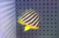 画像2: 【海水魚・ヤッコ】【通販】人工飼料OK♪シマヤッコ（SMサイズ)(個体販売）（±4.5cm） No.5（生体）(海水魚) (2)