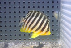 画像1: 【海水魚・ヤッコ】【通販】状態良好♪シマヤッコ（SMサイズ）(個体販売）（±5cm） No.6（生体）(海水魚) (1)