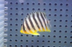 画像1: 【海水魚・ヤッコ】【通販】状態良好♪シマヤッコ（SMサイズ）(個体販売）（±4.5cm） No.7（生体）(海水魚) (1)