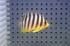 画像2: 【海水魚・ヤッコ】【通販】状態良好♪シマヤッコ（SMサイズ）(個体販売）（±4.5cm） No.7（生体）(海水魚) (2)