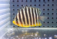 画像1: 【海水魚・ヤッコ】【通販】状態良好♪シマヤッコ（Mサイズ）(個体販売）（±5cm） No.8（生体）(海水魚) (1)