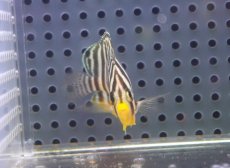 画像2: 【海水魚・ヤッコ】【通販】状態良好♪シマヤッコ（Mサイズ）(個体販売）（±5cm） No.8（生体）(海水魚) (2)