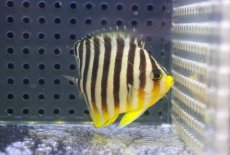 画像1: 【海水魚・ヤッコ】【通販】人工飼料OK♪シマヤッコ（Mサイズ）(個体販売）（±5.5cm） No.9（生体）(海水魚) (1)