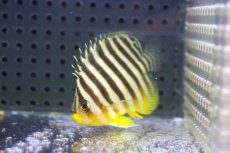 画像2: 【海水魚・ヤッコ】【通販】人工飼料OK♪シマヤッコ（Mサイズ）(個体販売）（±5.5cm） No.9（生体）(海水魚) (2)