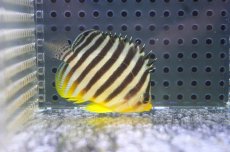 画像2: 【海水魚・ヤッコ】【通販】状態良好♪シマヤッコ（Mサイズ）(個体販売）（±5.5cm） No.10（生体）(海水魚) (2)