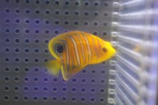 画像1: 【海水魚・ヤッコ】【通販】冷凍ブラインOK♪【モルディブ産】インドニシキヤッコ（XS)(個体販売）（±4.5cm） No.1（生体）(海水魚) (1)