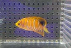 画像2: 【海水魚・ヤッコ】【通販】冷凍ブラインOK♪【モルディブ産】インドニシキヤッコ（XS)(個体販売）（±4.5cm） No.1（生体）(海水魚) (2)