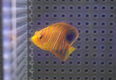 画像1: 【海水魚・ヤッコ】【通販】人工飼料OK♪【モルディブ産】インドニシキヤッコ（XS)(個体販売）（±4.5cm） No.2（生体）(海水魚) (1)