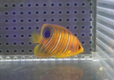 画像2: 【海水魚・ヤッコ】【通販】人工飼料OK♪【モルディブ産】インドニシキヤッコ（XS)(個体販売）（±4.5cm） No.2（生体）(海水魚) (2)