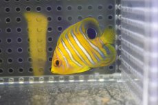 画像1: 【海水魚・ヤッコ】【通販】人工飼料OK♪【モルディブ産】インドニシキヤッコ（XS)(個体販売）（±4.5cm） No.3（生体）(海水魚) (1)